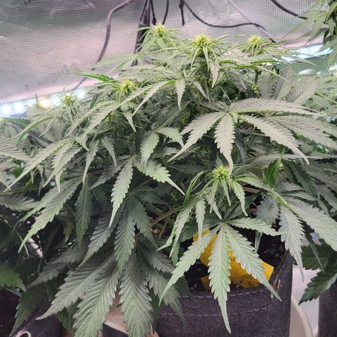 Doris growlog timeline photo