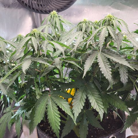 Marion growlog timeline photo