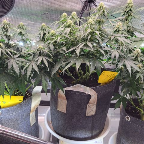 Dagmar growlog timeline photo