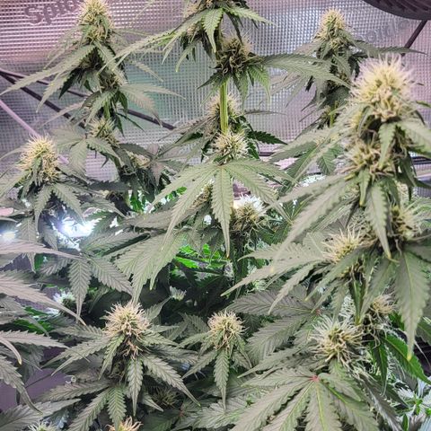 Dagmar growlog timeline photo