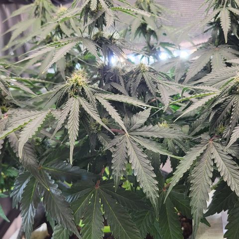 Marion growlog timeline photo