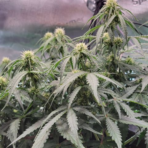 Doris growlog timeline photo