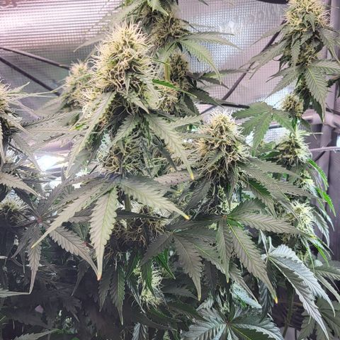 Dagmar growlog timeline photo