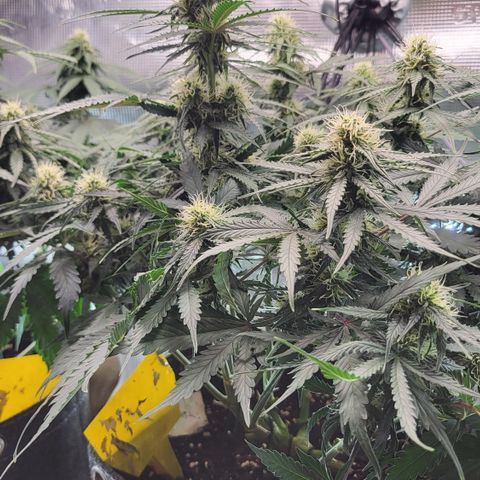 Doris growlog timeline photo