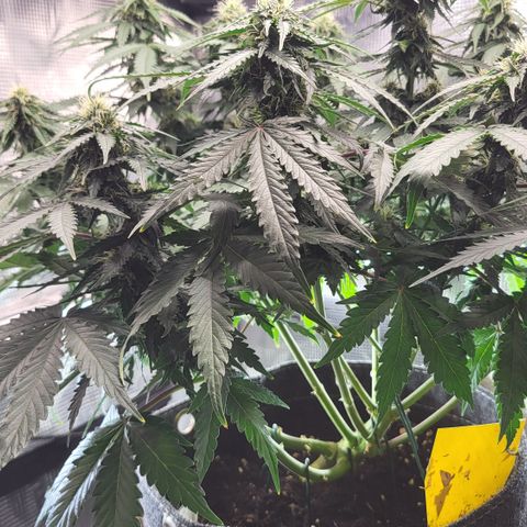 Marion growlog timeline photo