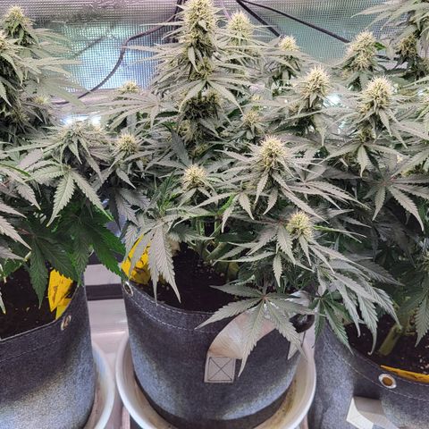 Dagmar growlog timeline photo