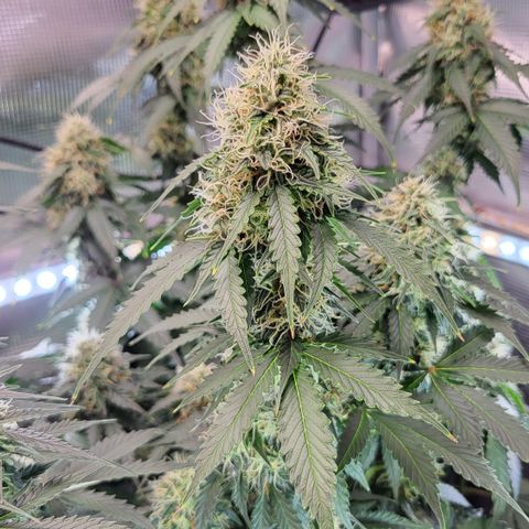 Dagmar growlog timeline photo
