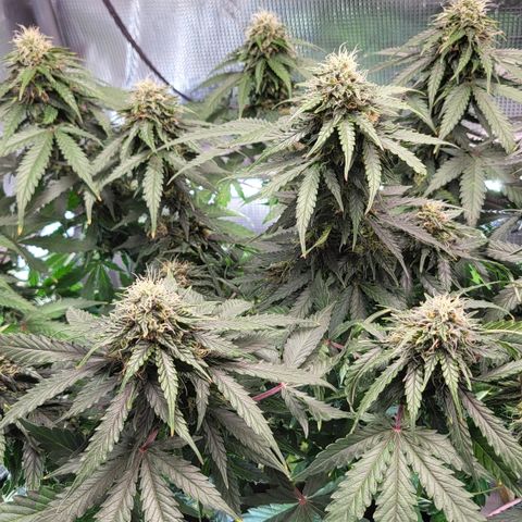 Marion growlog timeline photo