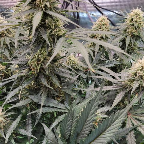 Doris growlog timeline photo