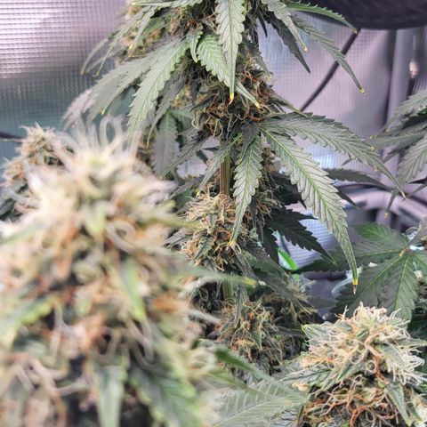 Dagmar growlog timeline photo