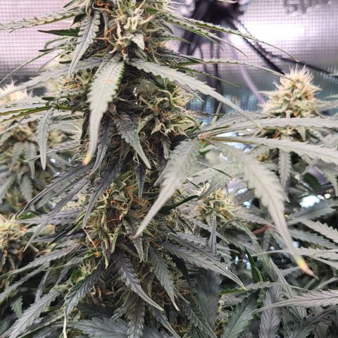 Doris growlog timeline photo