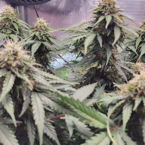 Marion growlog timeline photo