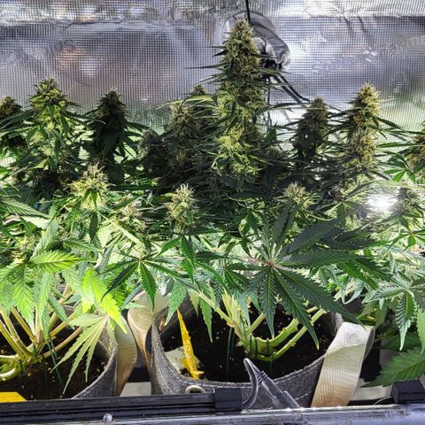 Dagmar growlog timeline photo