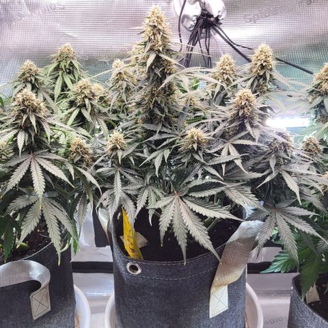 Dagmar growlog timeline photo