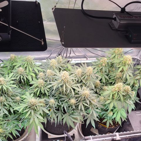 Dagmar growlog timeline photo