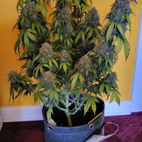 Dagmar growlog timeline photo