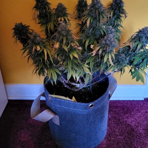 Marion growlog timeline photo