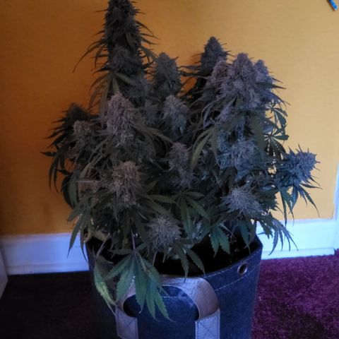 Doris growlog timeline photo