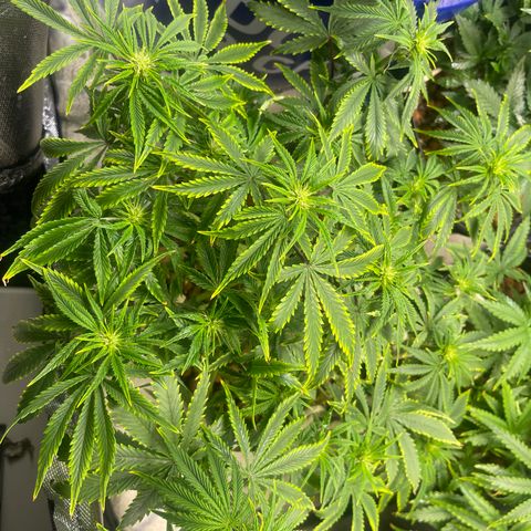 Auto Tutankhamen (King Tut) growlog timeline photo