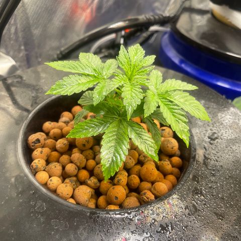 Auto Apples Bananas growlog timeline photo