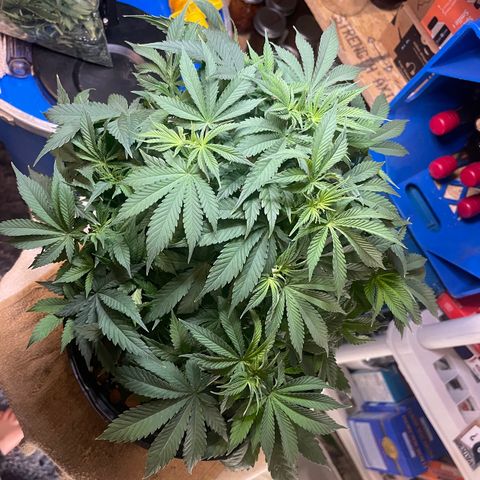 Auto Apples Bananas growlog timeline photo