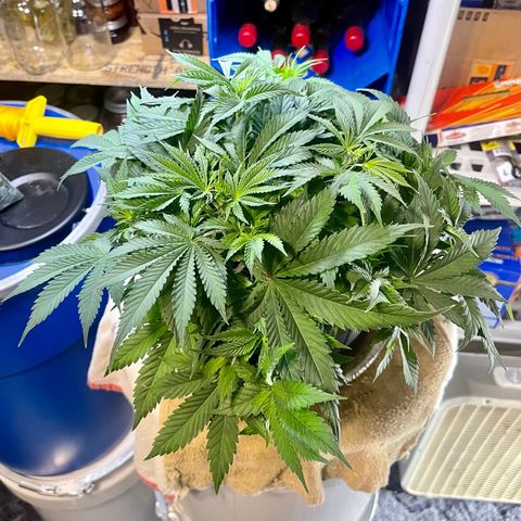 Auto Apples Bananas growlog timeline photo