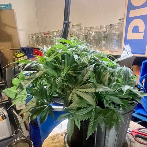 Auto Apples Bananas growlog timeline photo