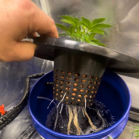 Auto Apples Bananas growlog timeline photo
