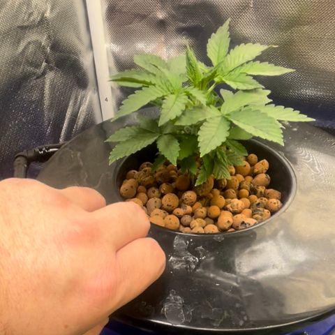 Auto Apples Bananas growlog timeline photo