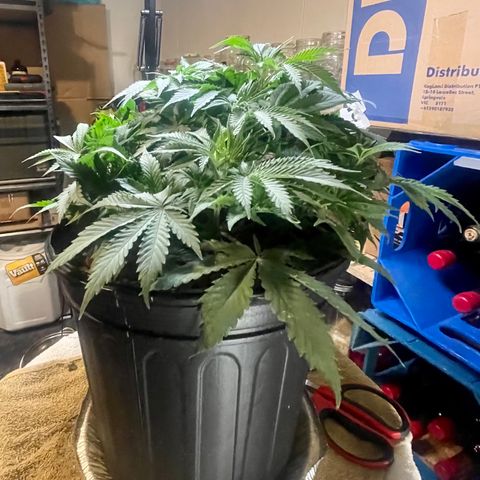 Auto Apples Bananas growlog timeline photo