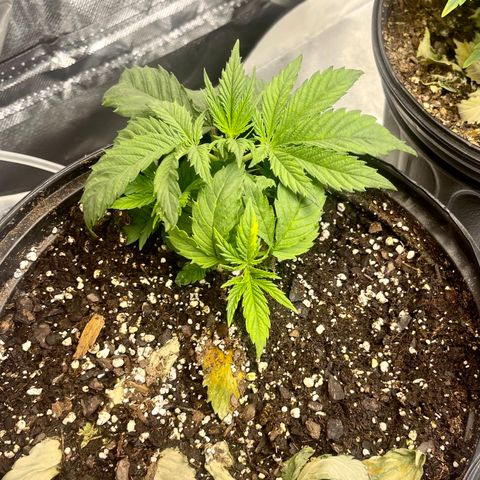Auto Apples Bananas growlog timeline photo