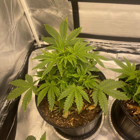 Auto Tutankhamen (King Tut) growlog timeline photo
