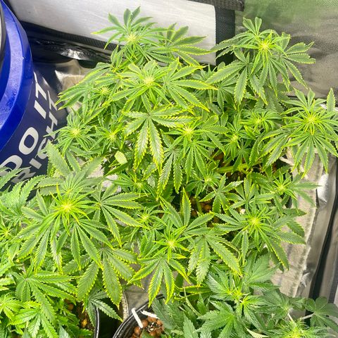 Auto Tutankhamen (King Tut) growlog timeline photo