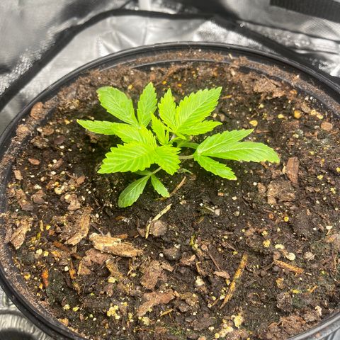 Auto Tutankhamen (King Tut) growlog timeline photo