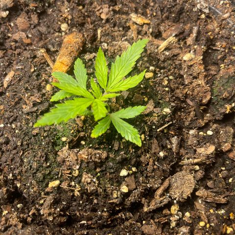 Auto Tutankhamen (King Tut) growlog timeline photo