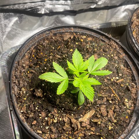Auto Tutankhamen (King Tut) growlog timeline photo