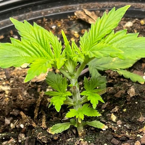 Auto Tutankhamen (King Tut) growlog timeline photo