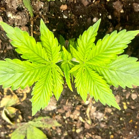 Auto Tutankhamen (King Tut) growlog timeline photo