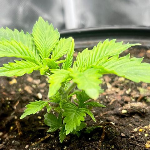 Auto Tutankhamen (King Tut) growlog timeline photo