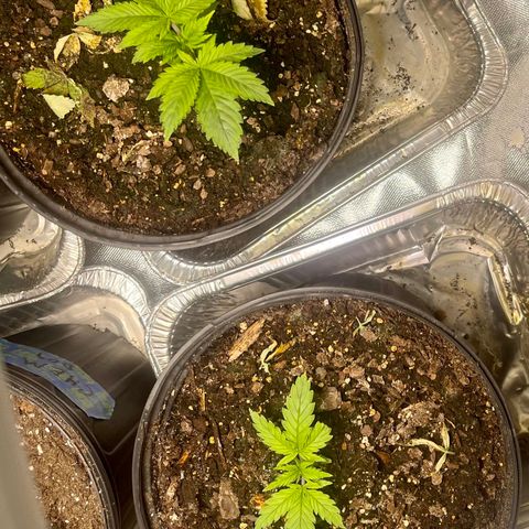 Auto Tutankhamen (King Tut) growlog timeline photo