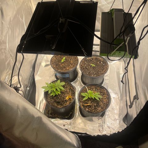Auto Tutankhamen (King Tut) growlog photo:  Added new  light