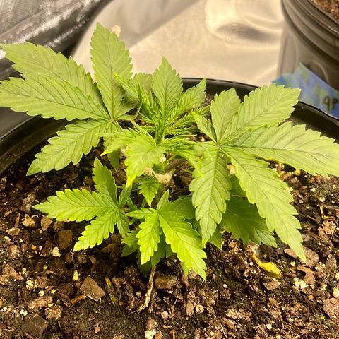 Auto Tutankhamen (King Tut) growlog timeline photo