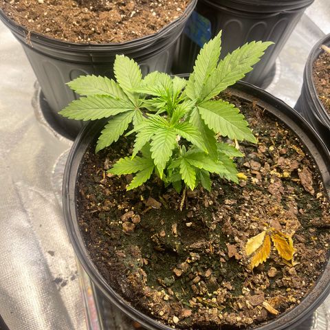 Auto Tutankhamen (King Tut) growlog timeline photo