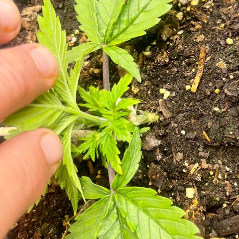 Auto Tutankhamen (King Tut) growlog timeline photo