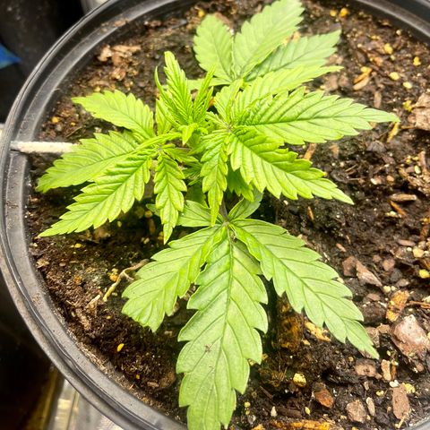 Auto Tutankhamen (King Tut) growlog timeline photo
