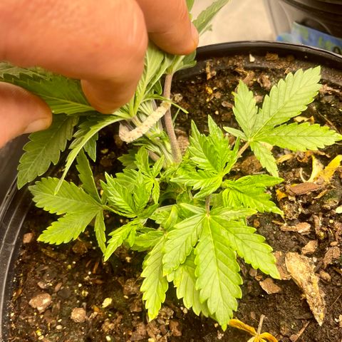 Auto Tutankhamen (King Tut) growlog timeline photo