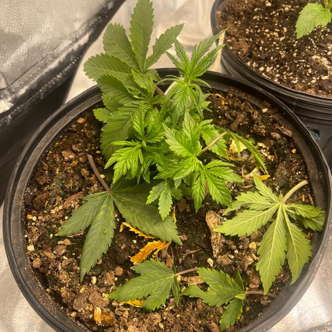 Auto Tutankhamen (King Tut) growlog timeline photo