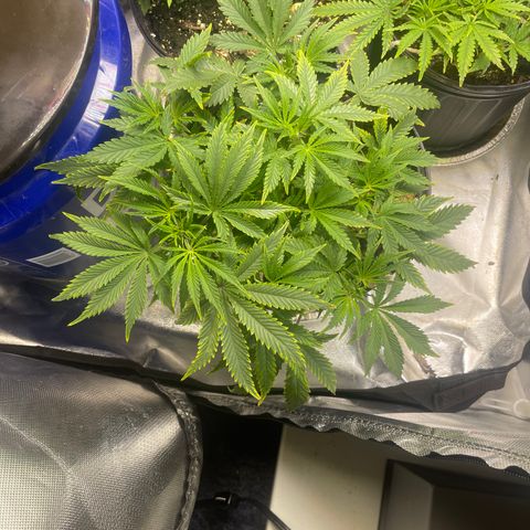 Auto Tutankhamen (King Tut) growlog timeline photo
