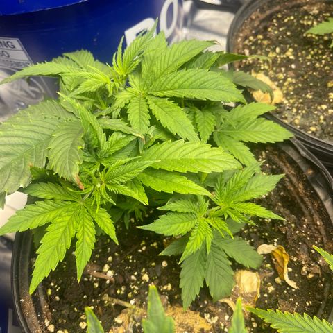 Auto Apples Bananas growlog timeline photo