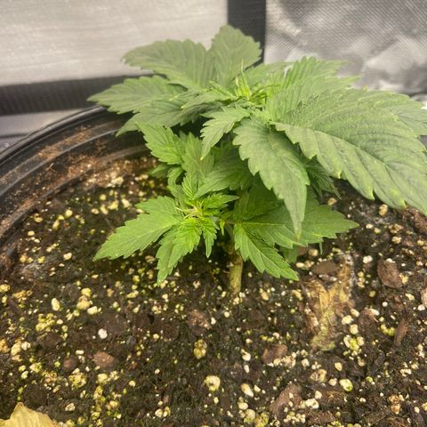 Auto Chem Cookies growlog timeline photo